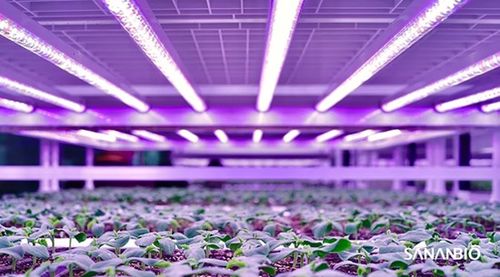 育苗植物工厂亮相2020厦洽会 中科三安推动中国育苗产业升级